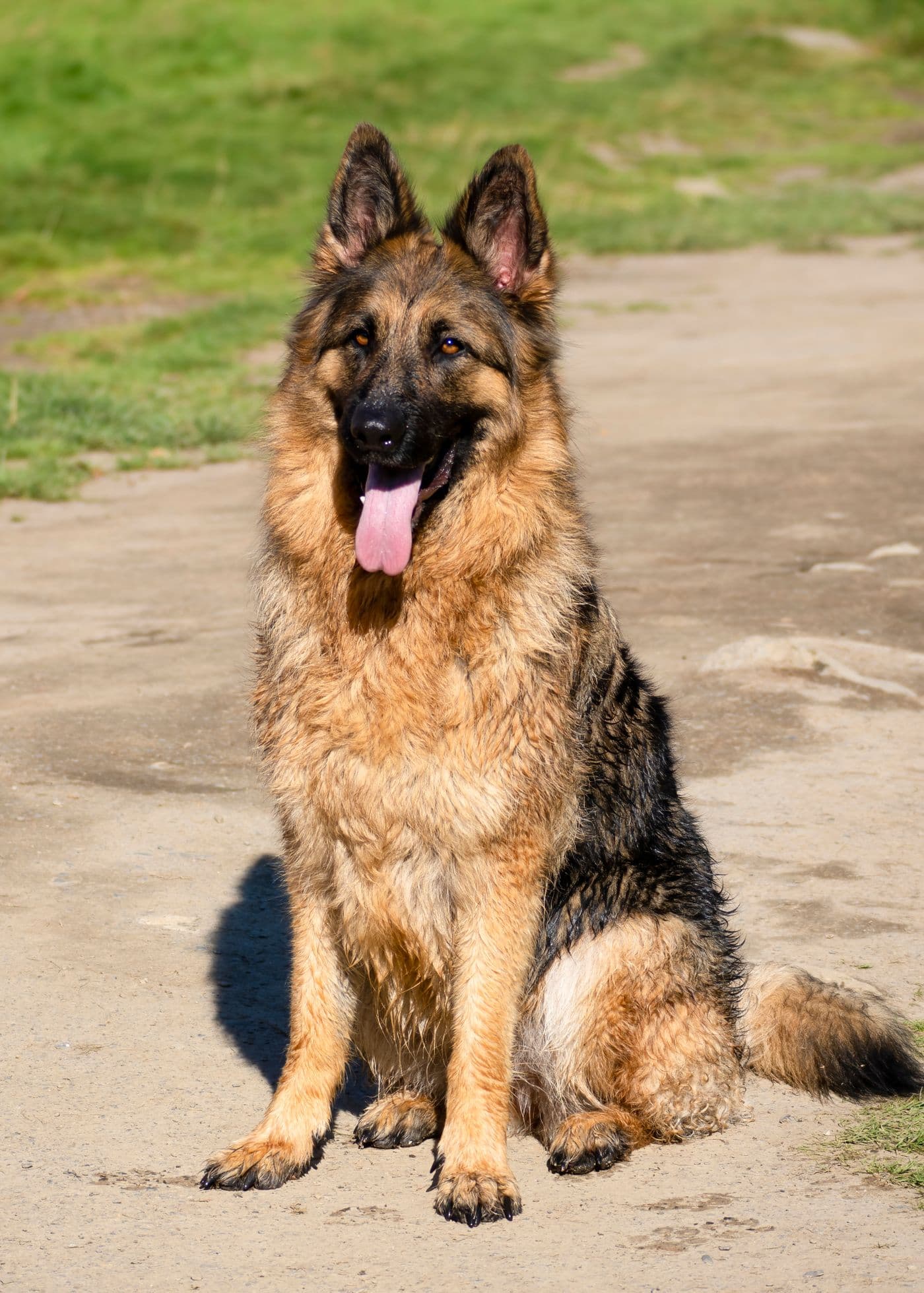 Best Cooling Gear to Keep Your Houston Dog Safe in Summer