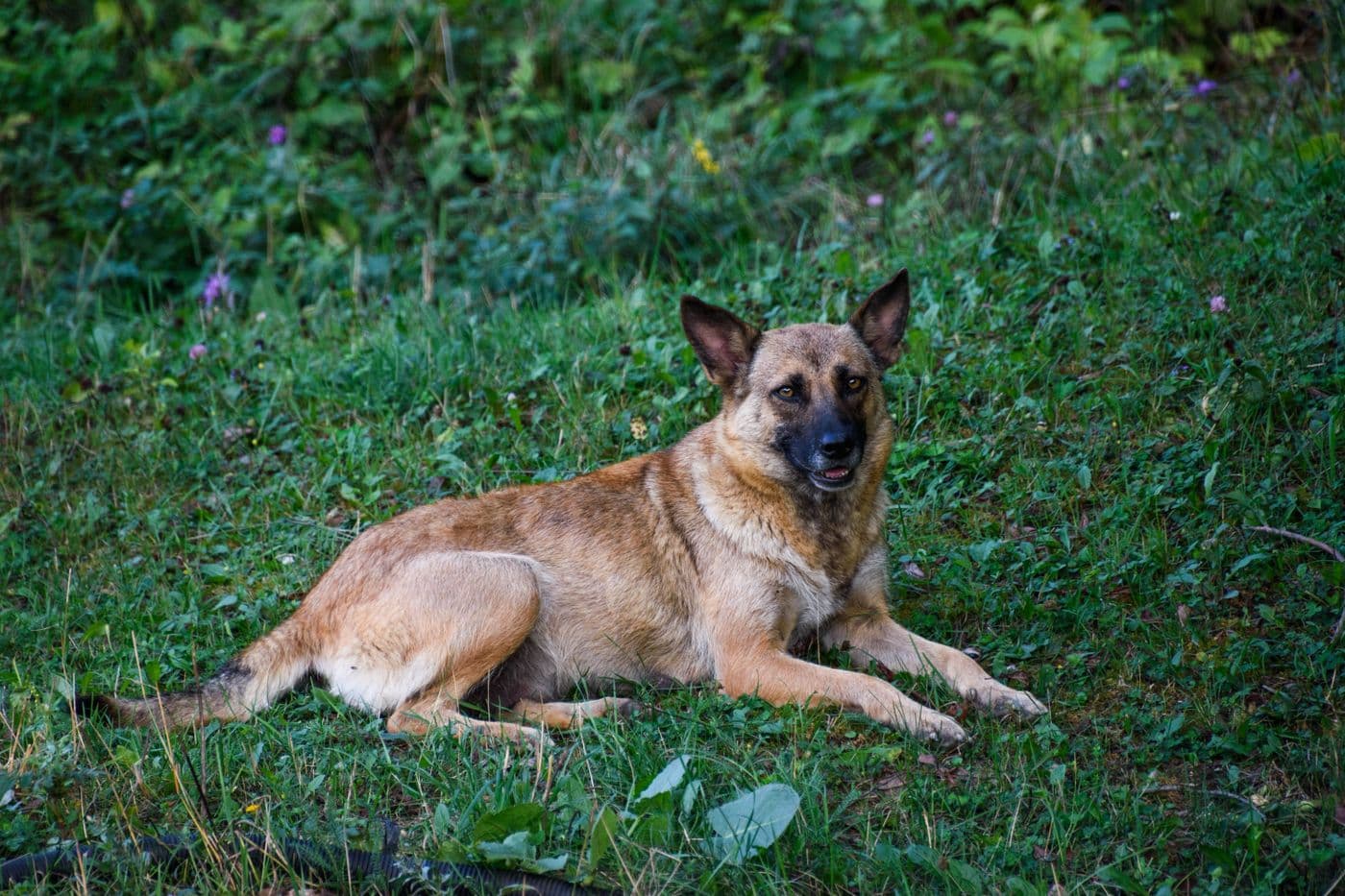 Is a Belgian Malinois Right for You?