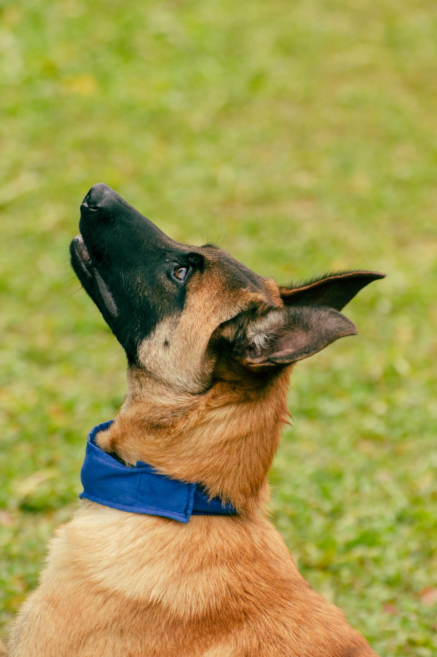 Obedience Training