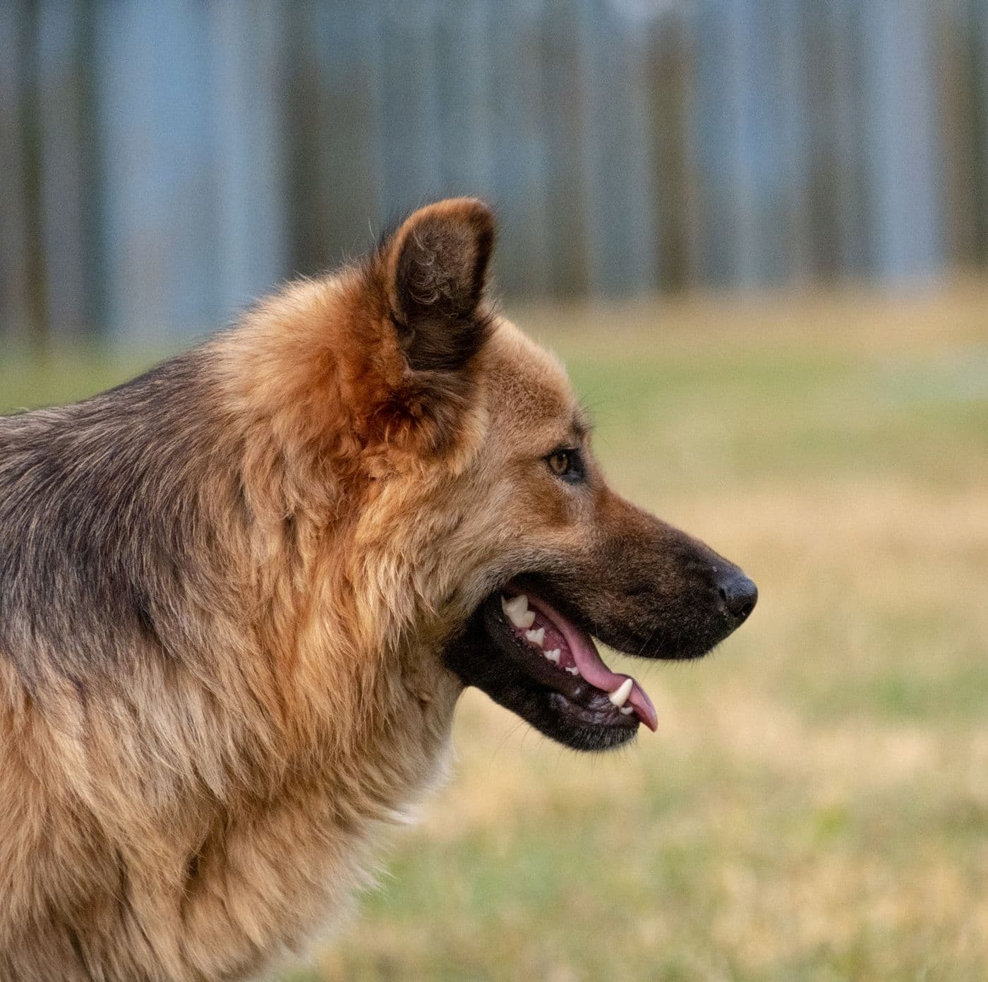 How to Stop Your Dog From Pulling on the Leash