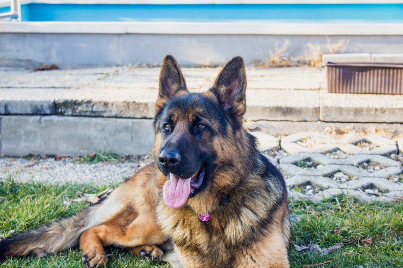 How Much Does Dog Training Cost in Houston?
