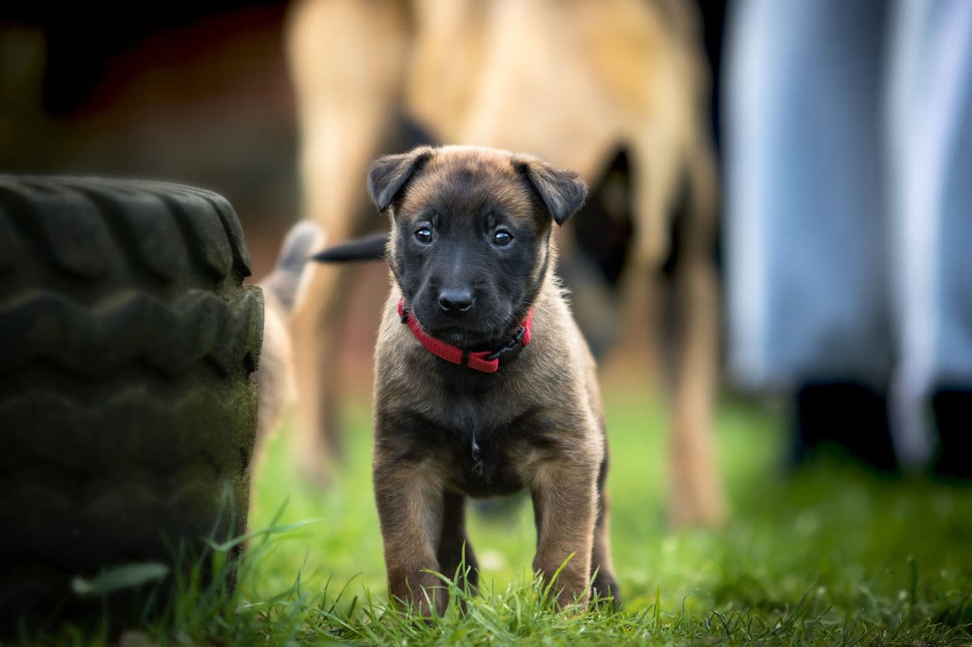 Crate Training a Puppy: A Step-by-Step Guide